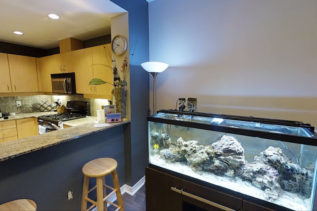 Saltwater reef fish tank near bar. Can also be turned onto blue LED lighting at night, increasing the visual appeal of the condo.