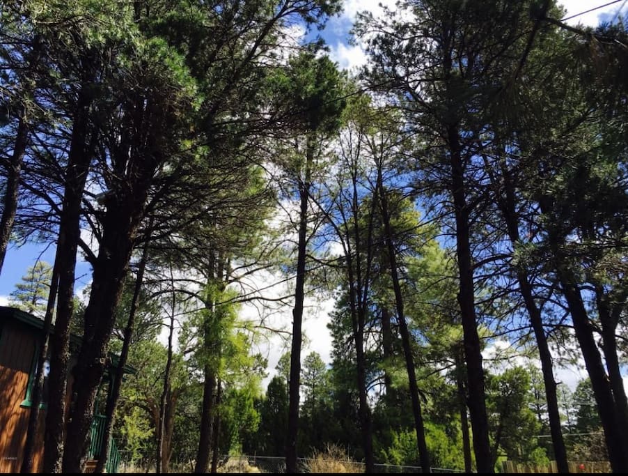 Tall ponderosa pines
