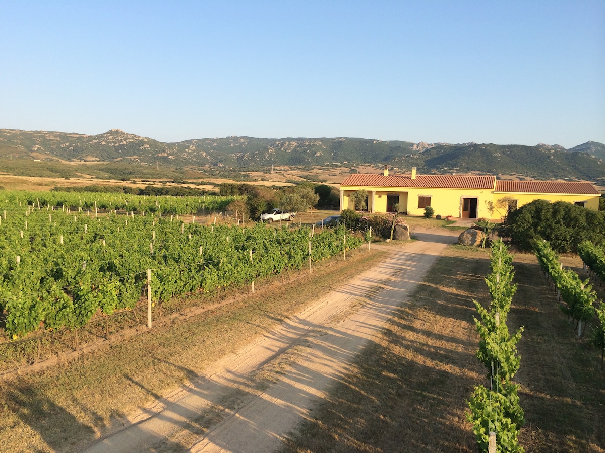 A charming yellow farmhouse is visible amidst sprawling vineyards and gentle hills. A gravel path leads to the entrance, bordered by neat rows of grapevines. The landscape is expansive, showcasing the natural beauty of the surrounding countryside under a clear blue sky.