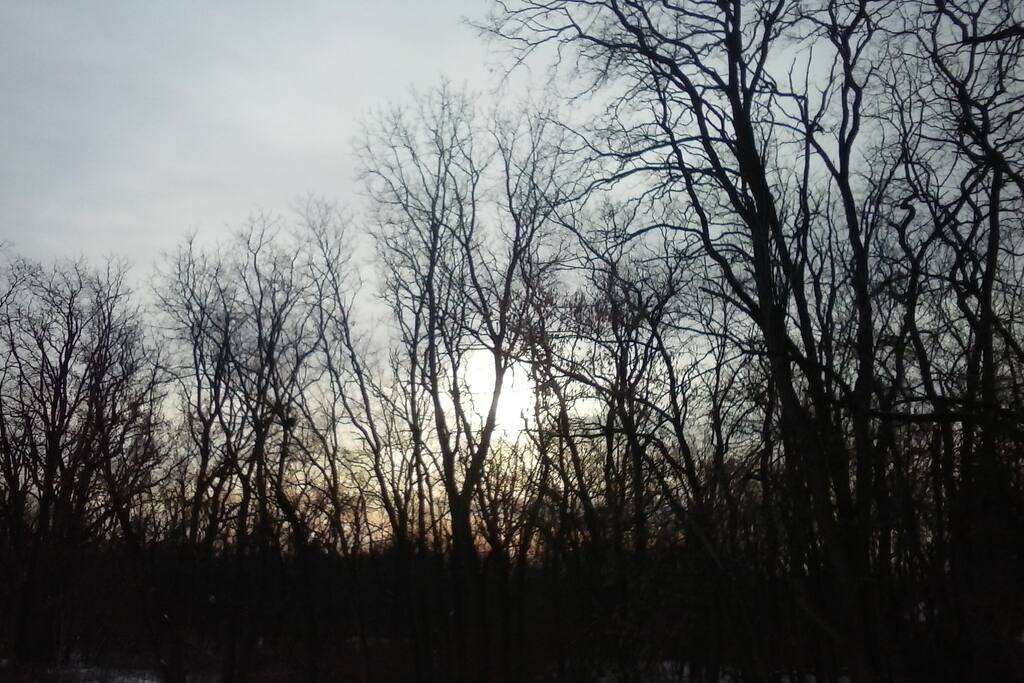 The House is located in the county and is surrounded by trees.