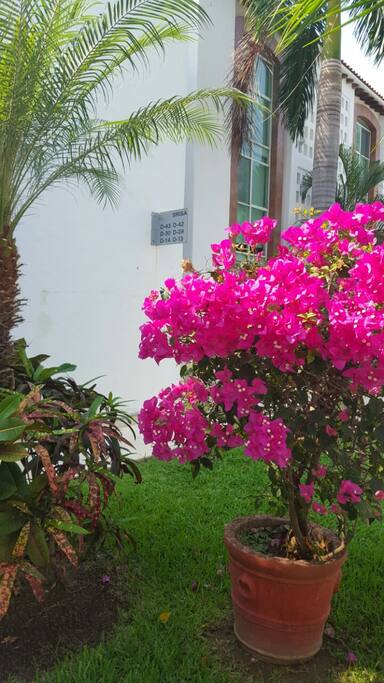 Jardines bien arreglados / Beautiful gardens.