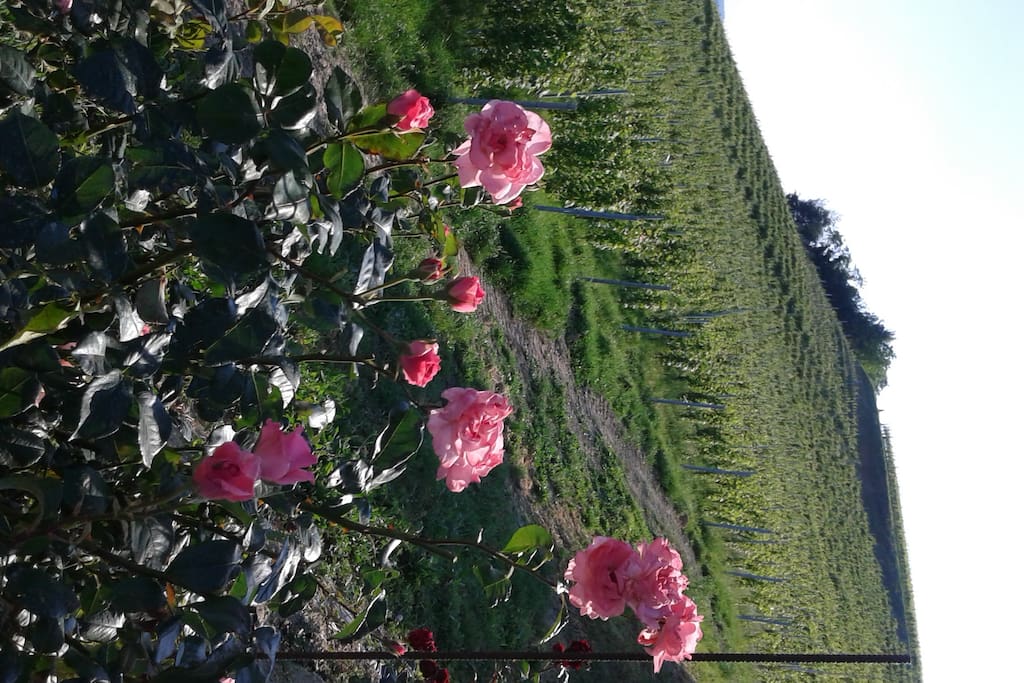 Rose vicine alle viti di Barbera.