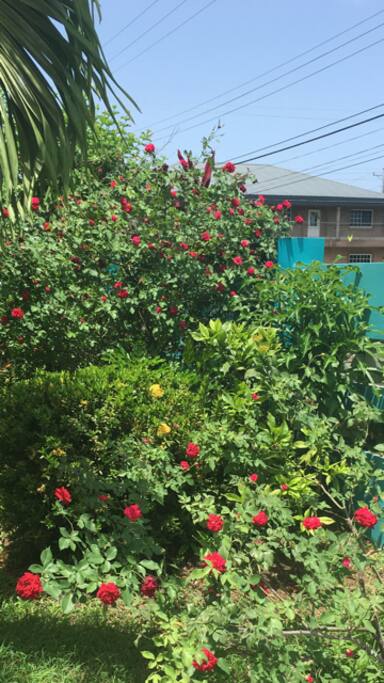 Colorful garden