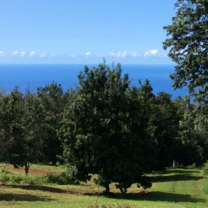 view from lanai of the cabin of ocean and macnut field