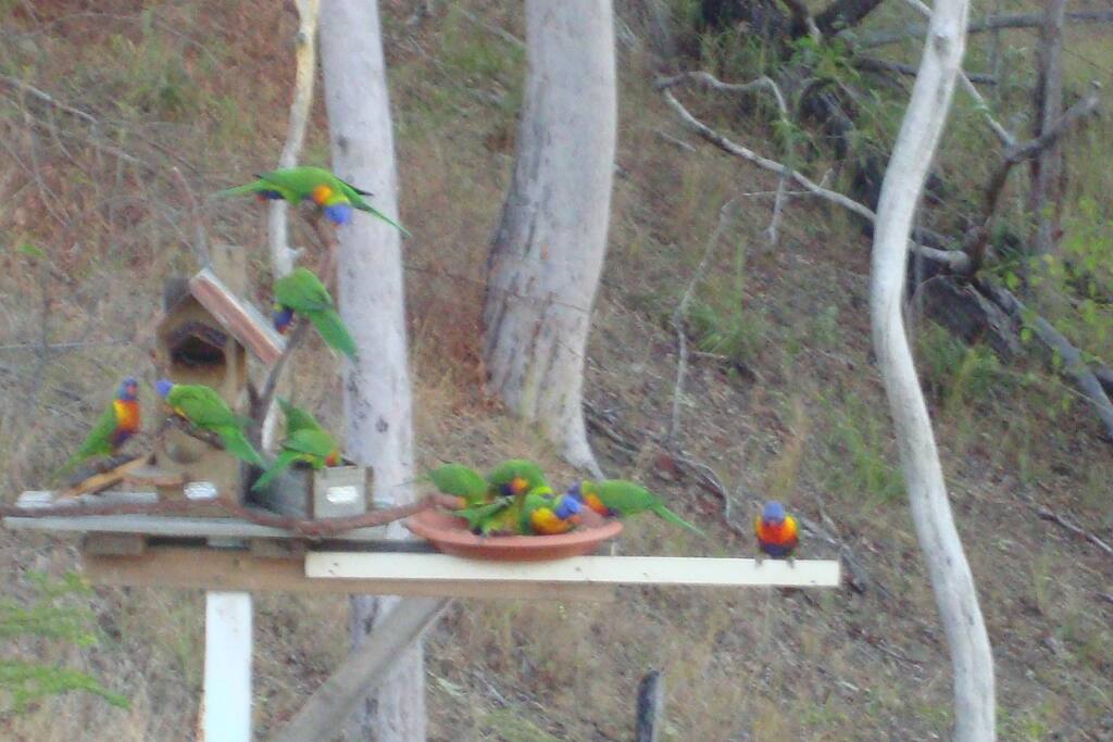 Birds feeding beside our house