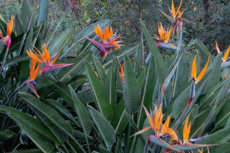 A vibrant display of bird of paradise flowers emerges from lush, green foliage. The plants showcase striking orange and blue blooms, contrasting with long, arching leaves that create a natural, tropical setting.