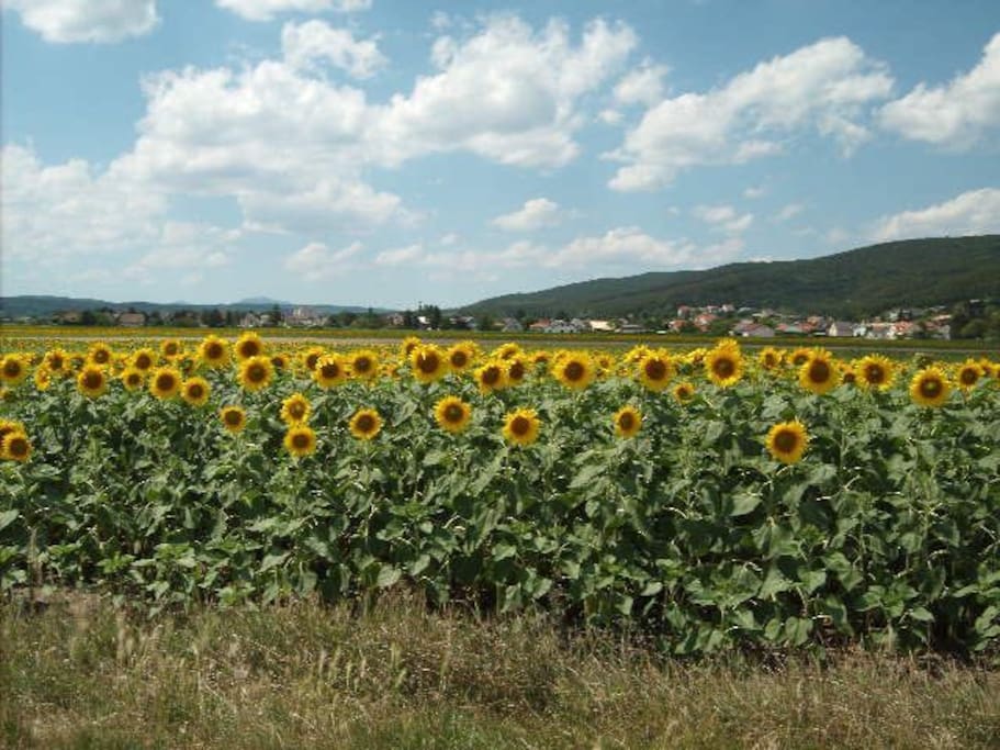 ...even Vincent van Gogh would have painted the nature near our cottage :-)