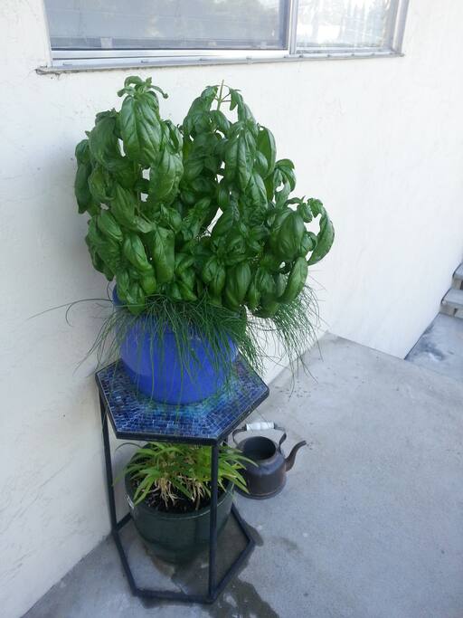 Fresh, organic herbs on the balcony for cooking.