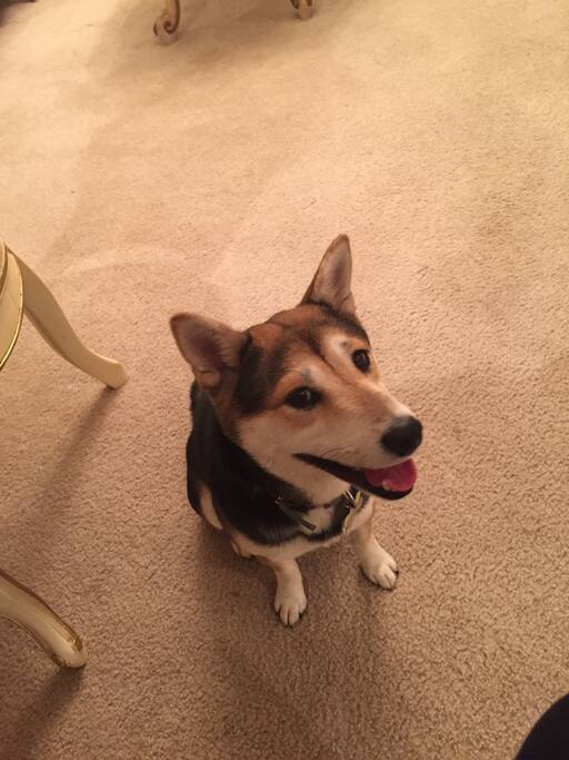 Our puppy, Sassy lives here and would love to meet you!