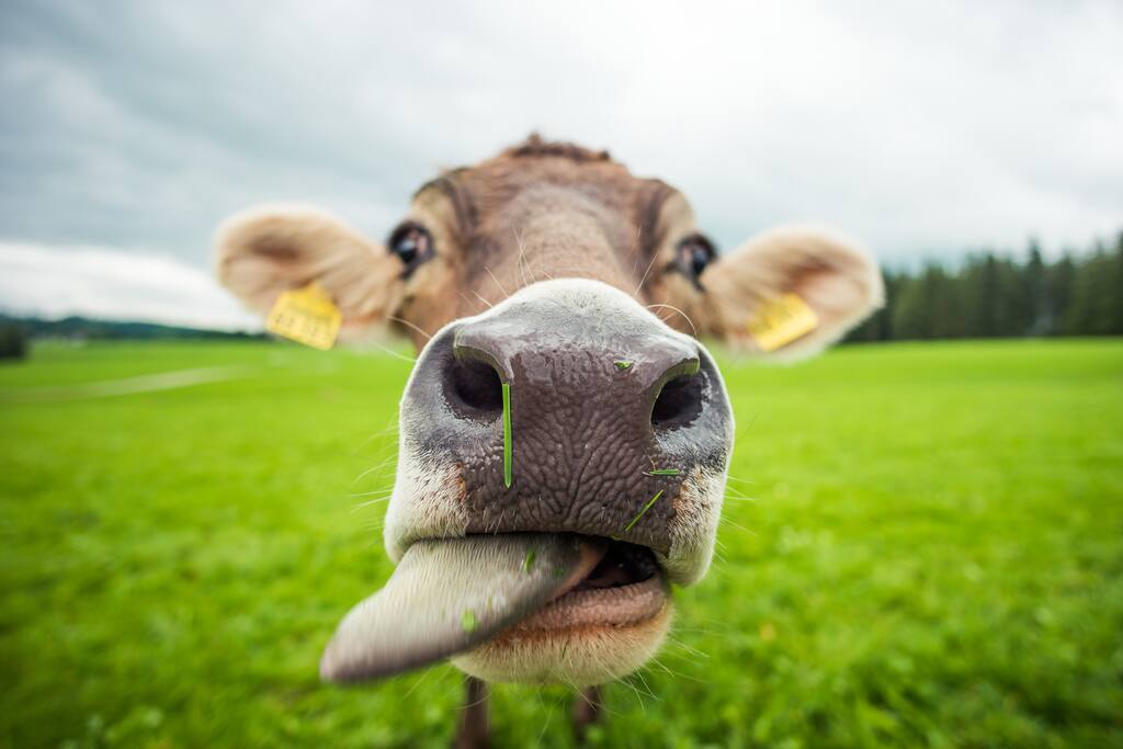 Moo and a Lick
