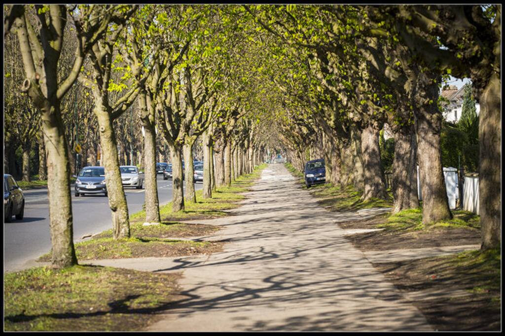 Leafy Area around our house, Griffith avenue