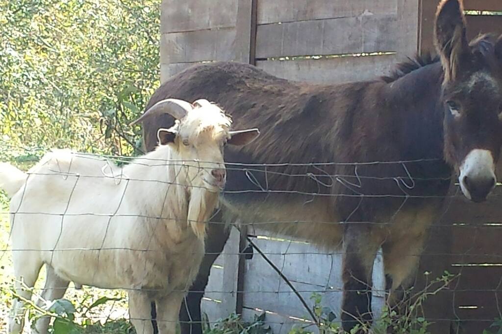 friendly animals