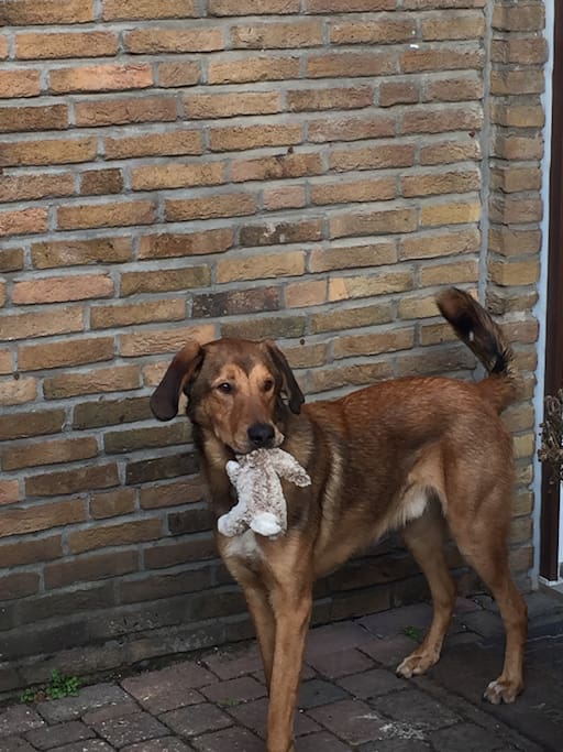 Der Hund des Hauses, Balou