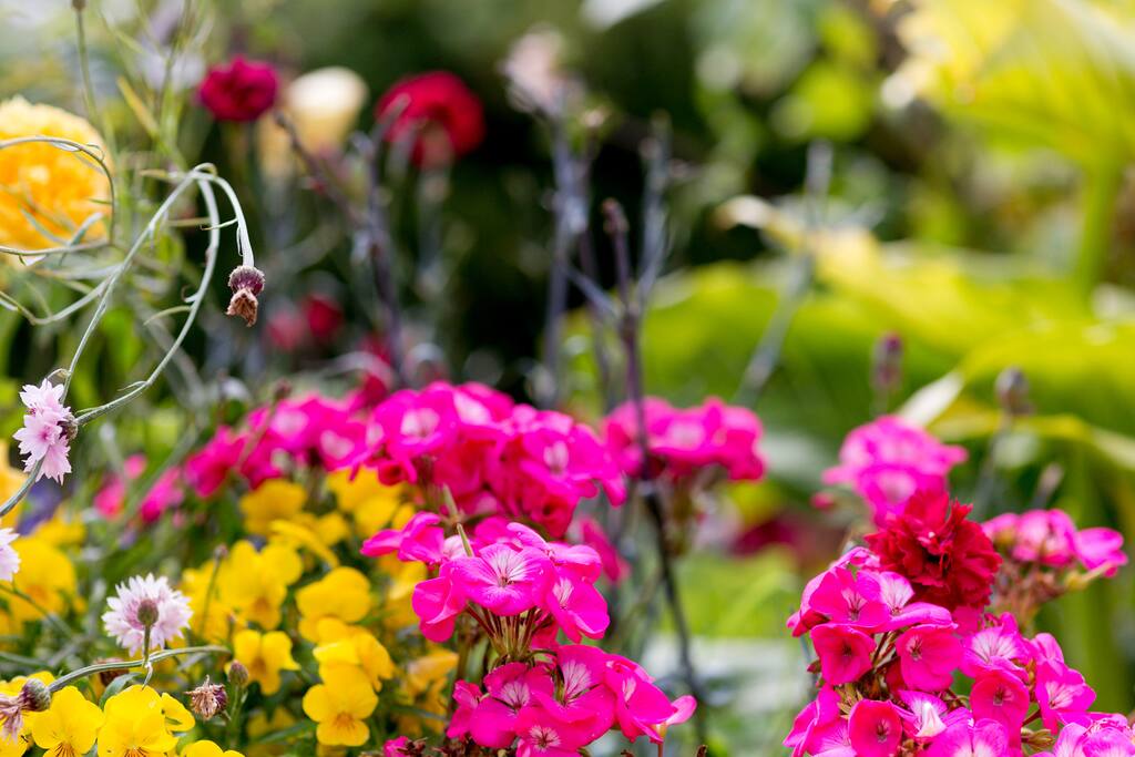 Garden 1