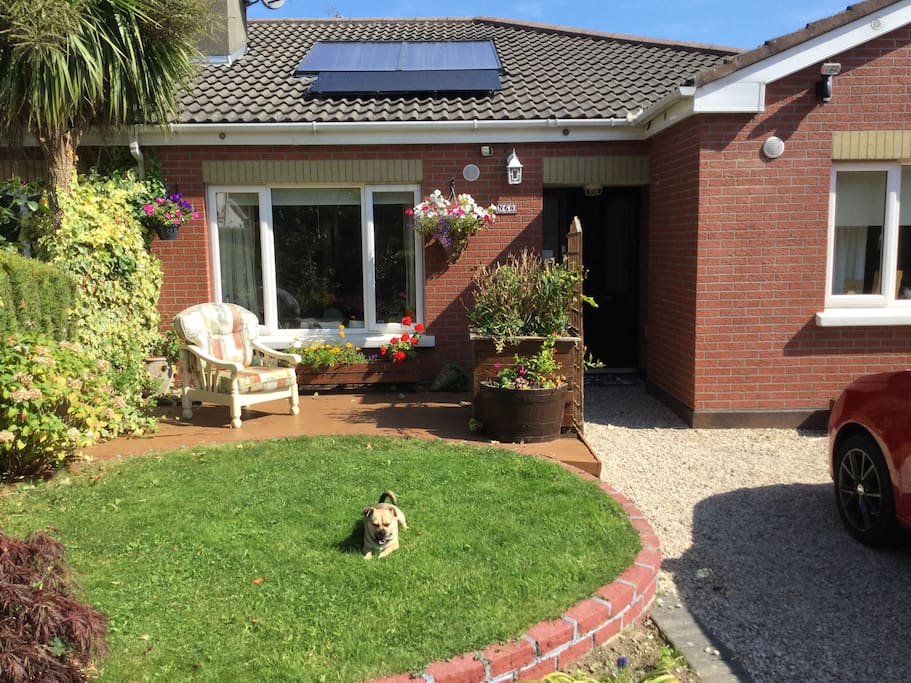 My home featuring our friendly and loyal little dog Dumpy!