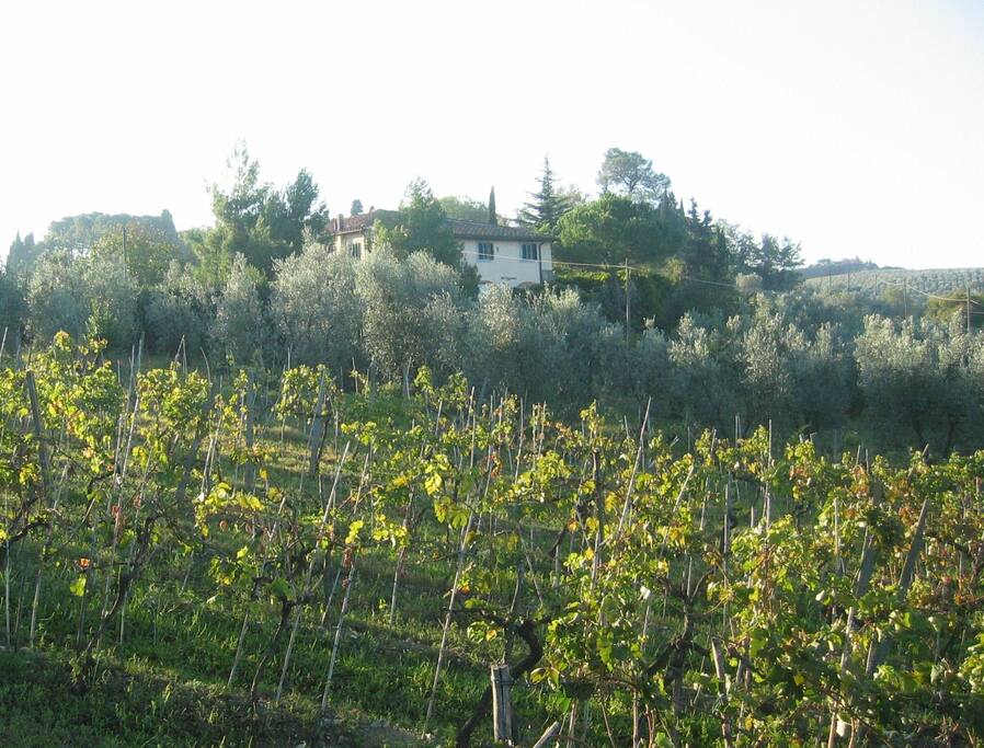 Casa con vigna ed ulivi