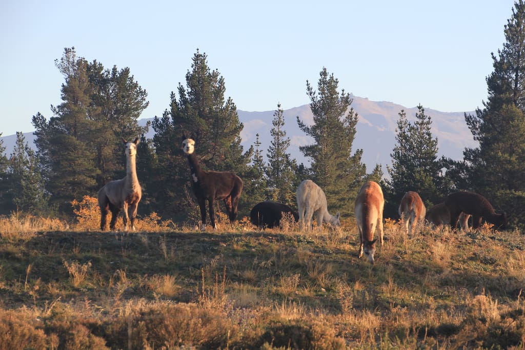 OUR FRIENDLY ALPACAS