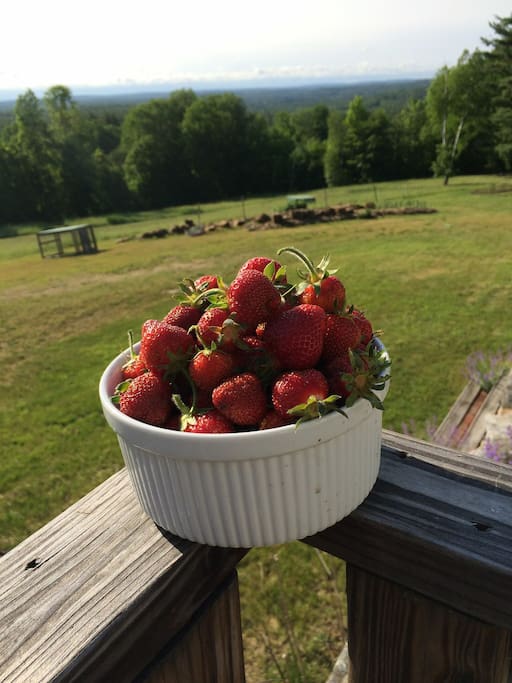 The strawberries in June. Help yourself!