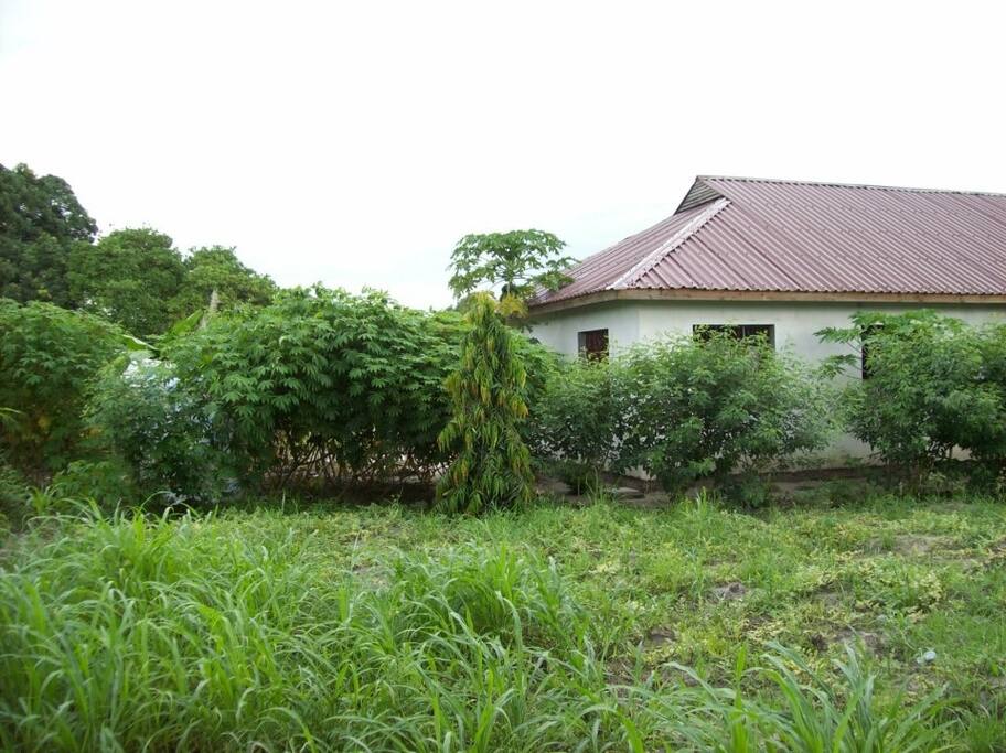 BeSwahilid B&B backyard view