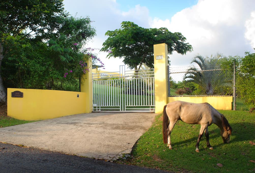 Electric gate access from paved road