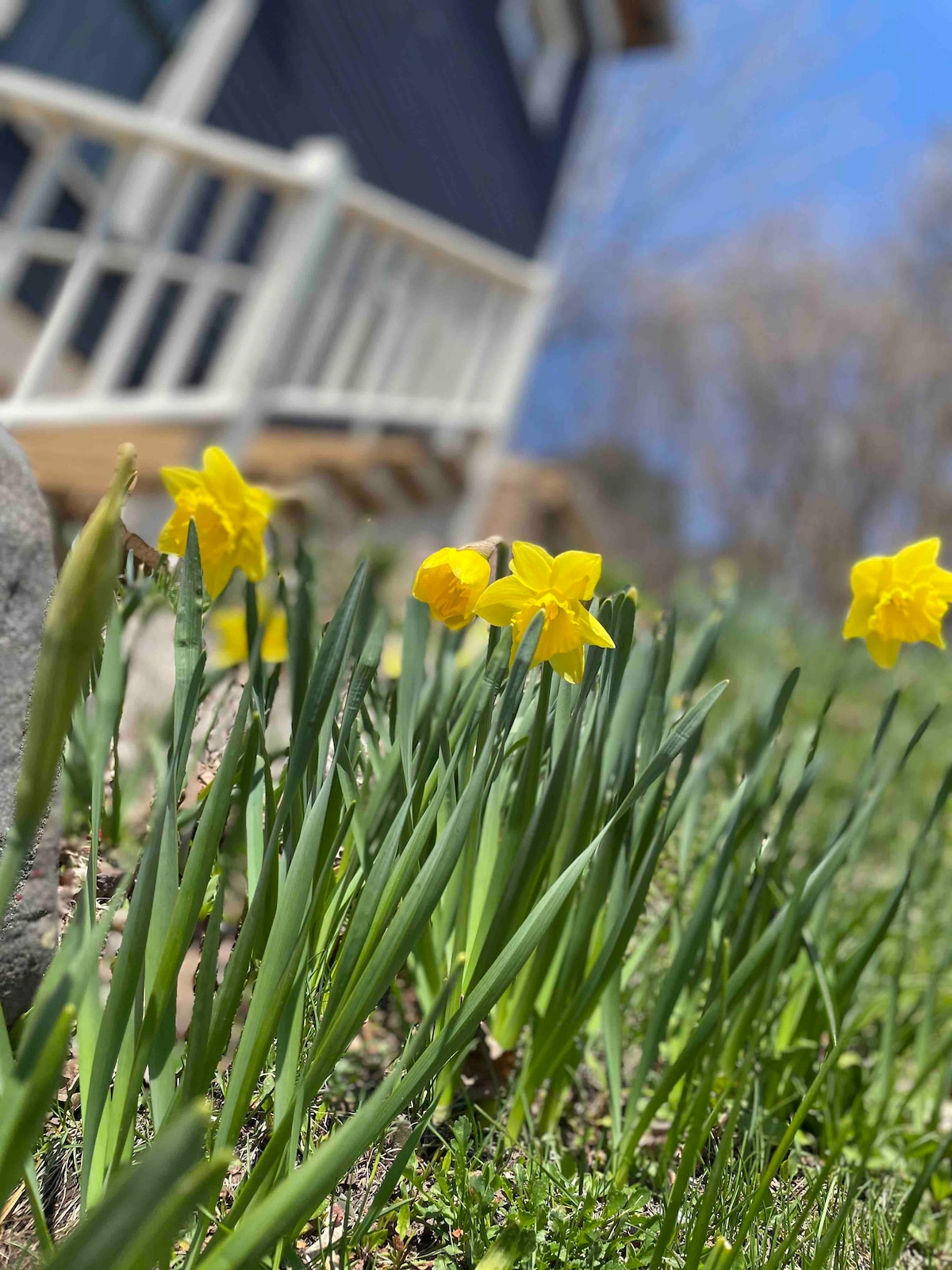 A cluster of bright yellow daffodils blossoms alongside green grass, captured from a low angle. The background features a blurred view of a blue house and a bright sky, enhancing the garden setting.