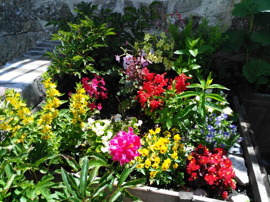 Blooming flowers everywhere