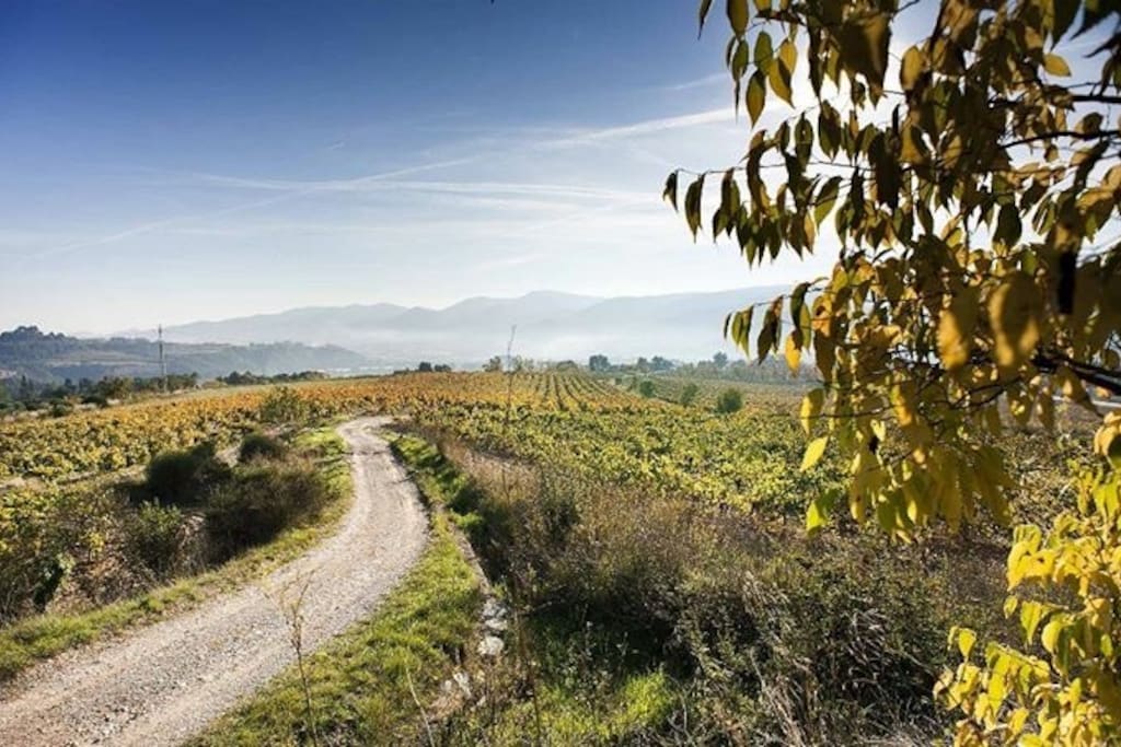 Get lost walking or running on our vineyard, which our family has been taking care since the 1600s.