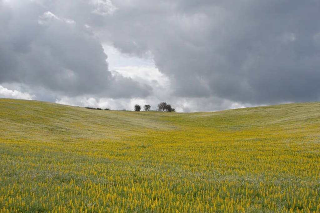 campo