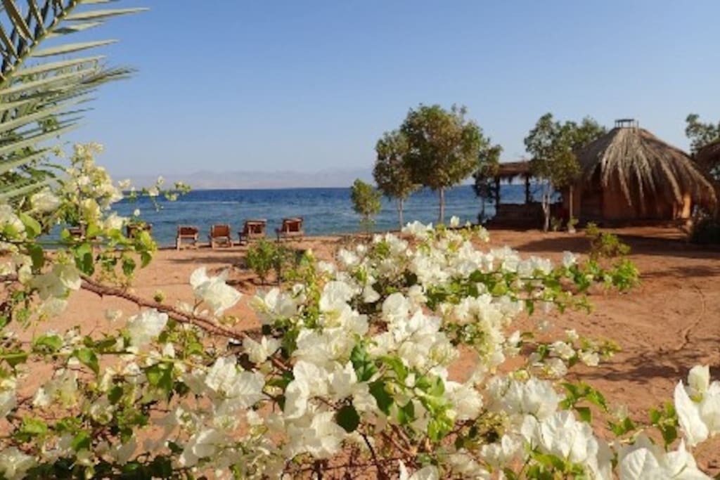 Bungalow at the beach surrounded by flowers