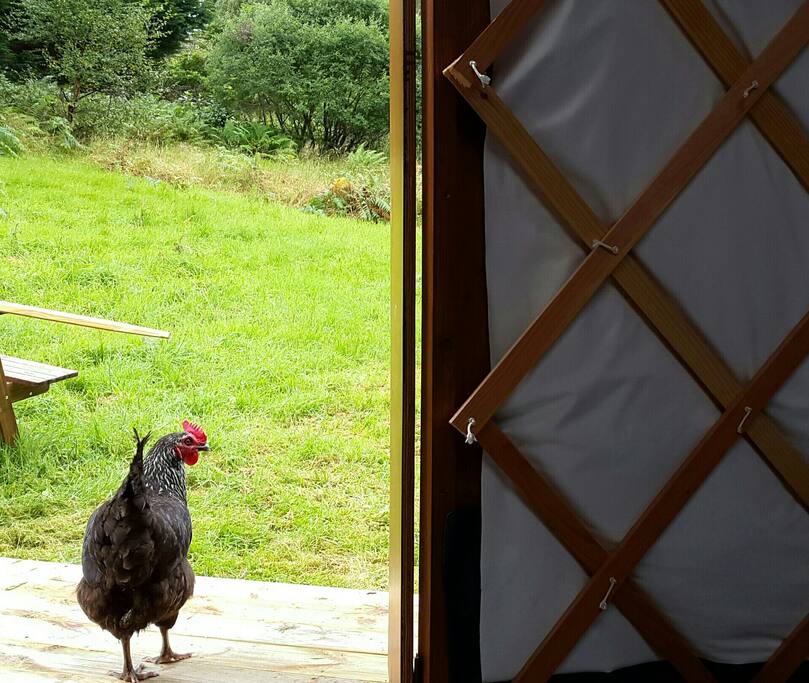 Unexpected guests