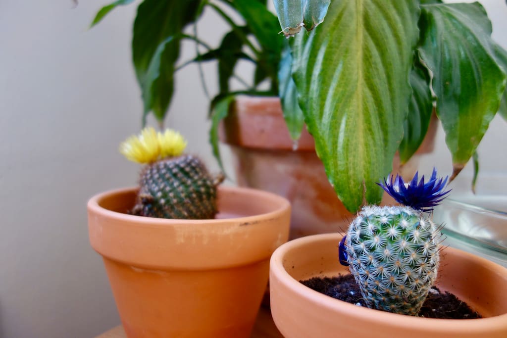The pretty cactus