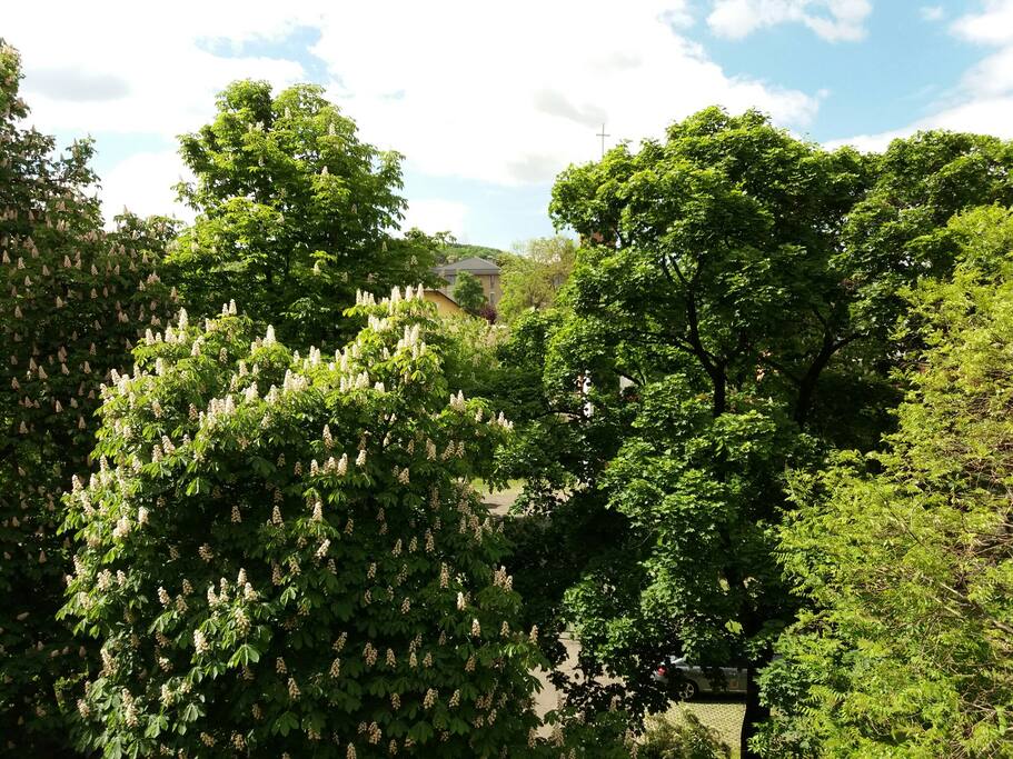 view from the window in the spring