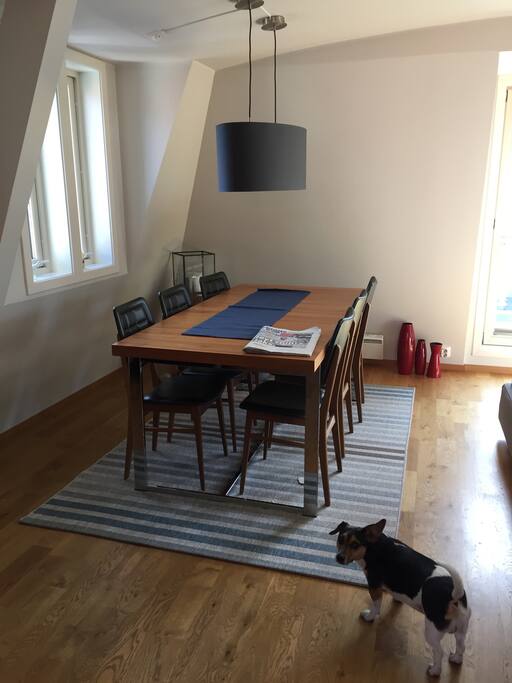 Bob the dog in living room