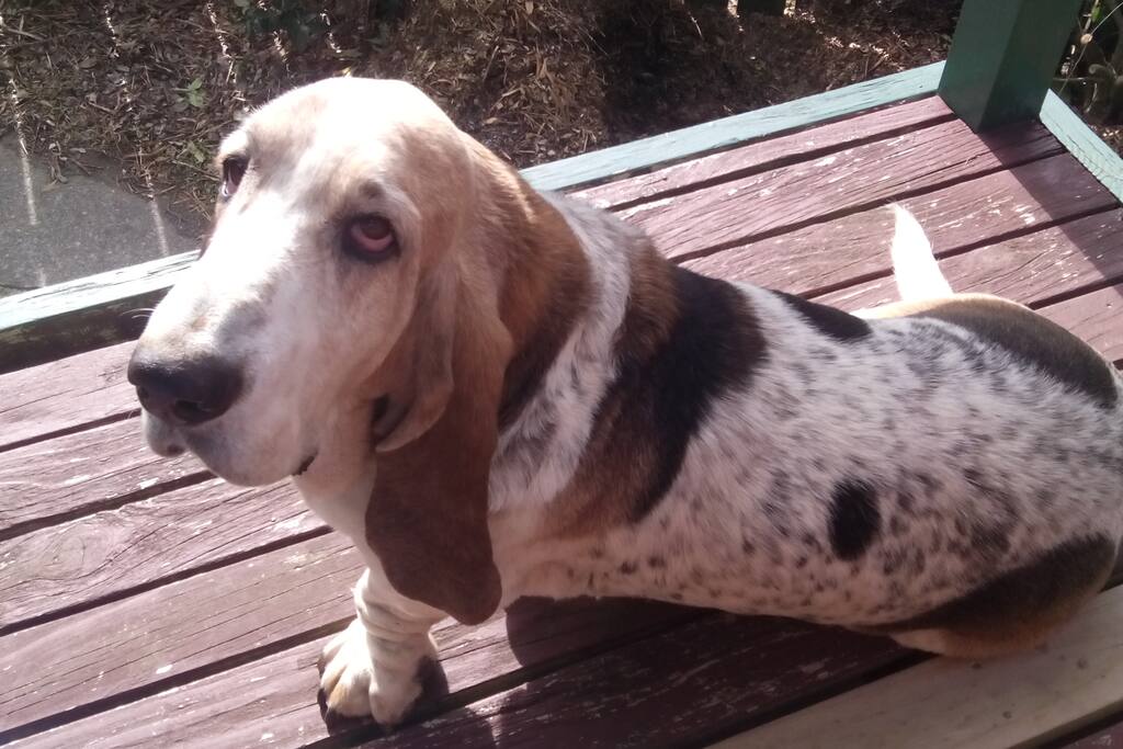 Jimmy our old basset hound. He will bark when you arrive, but after that he's usually pretty friendly.