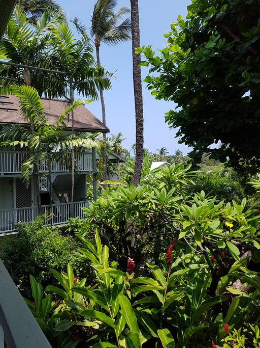 Right above lush tropical gardens
