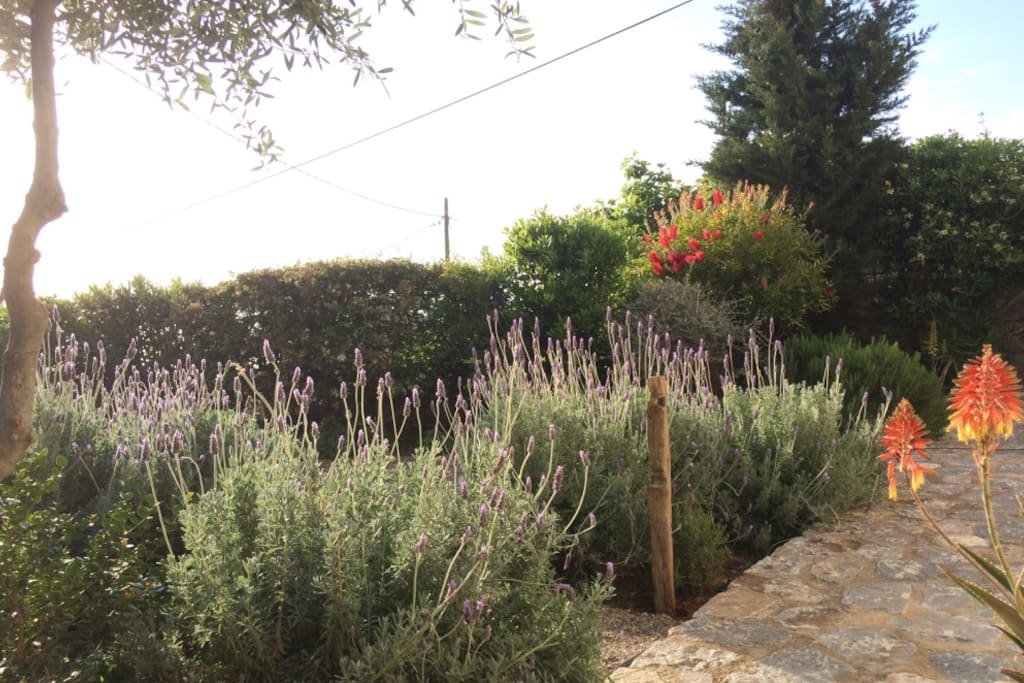 Garden in front of the house