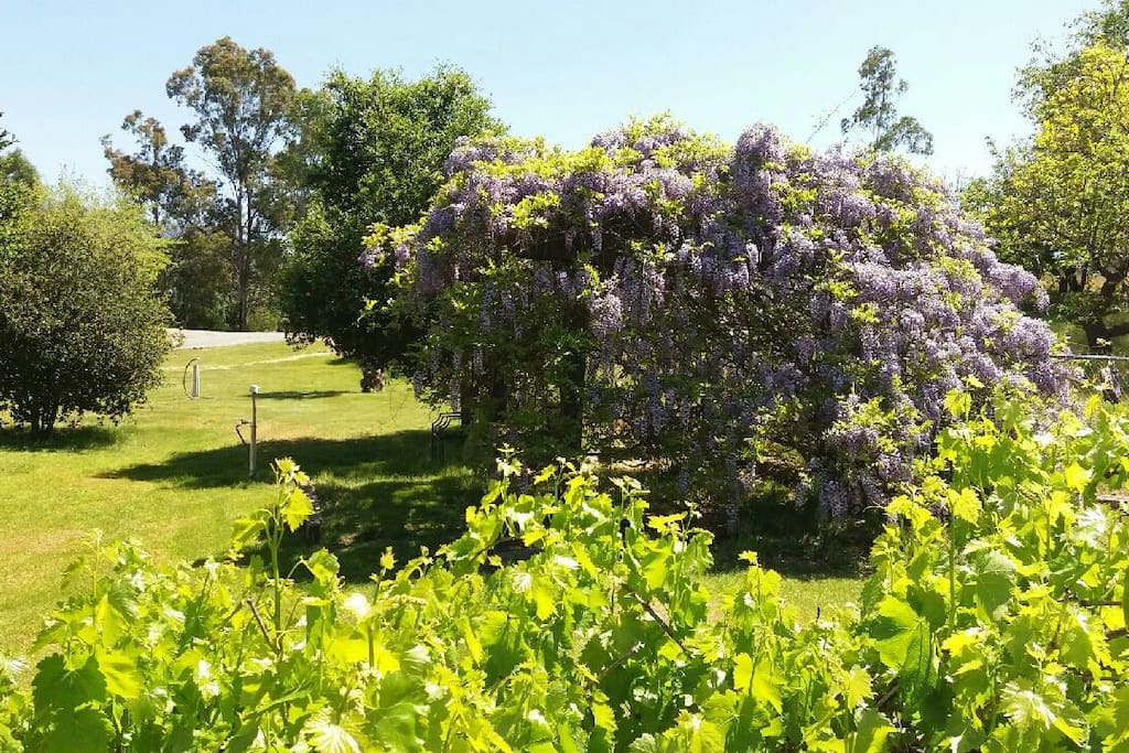 View to the orchard