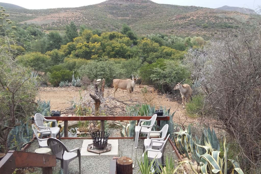Eland coming for water at the Breakfast Deck