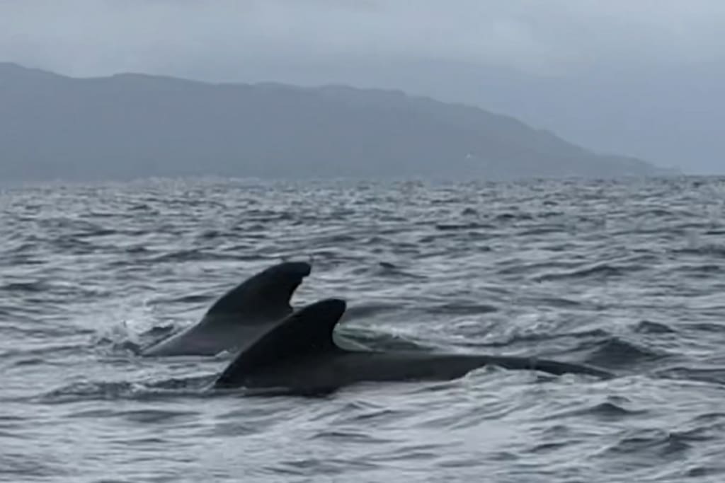 Pilot whales in the fjord - photo taken by guests in August 2018