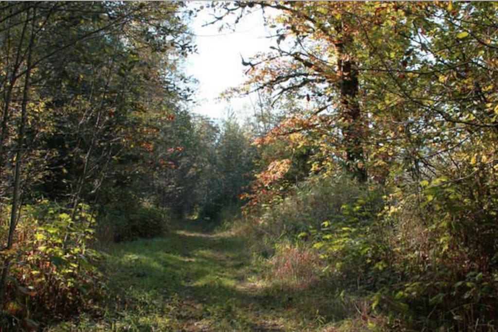 Our road through the property