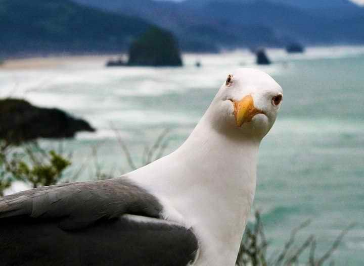 Rockaway Beach Vacation Rentals & Homes Oregon, United States Airbnb