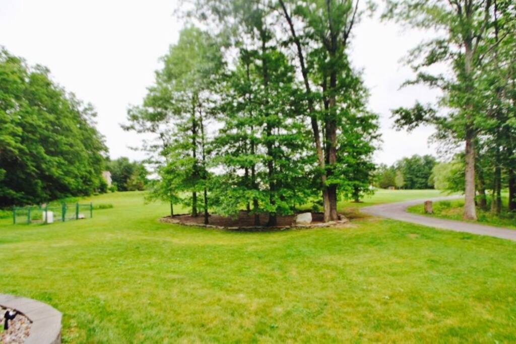 Front yard with trees and driveway leading up to the house