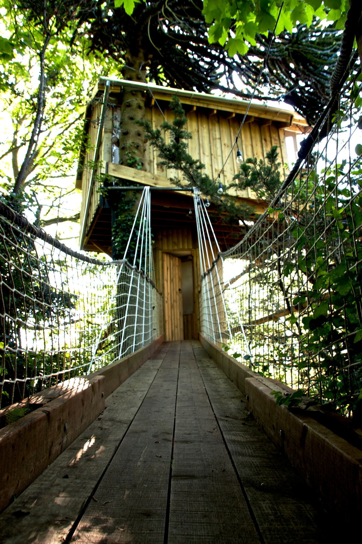 A wooden bridge connects a tree house to the ground, framed by greenery. The entrance features a wooden door with a welcoming design, while surrounding foliage adds a sense of seclusion. Soft natural light filters through the leaves, enhancing the tranquil ambiance of the entryway.