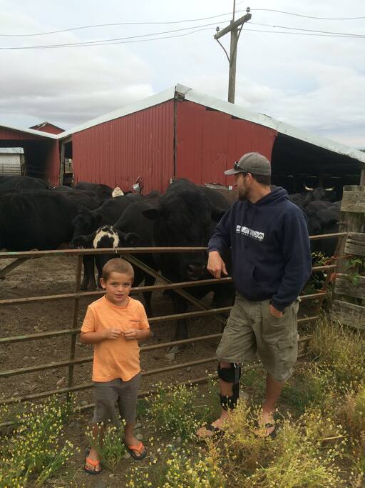 Some of the black angus cattle on the farm