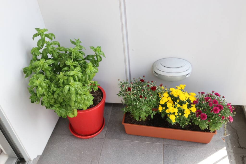 Fresh herbs from the garden!