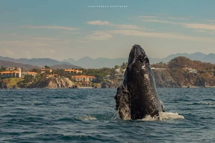 Мексика Costa careyes