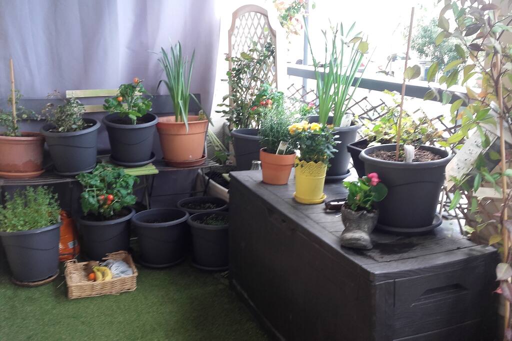 La terrasse et son petit potager
