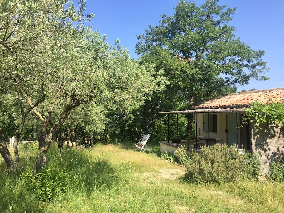 The garden