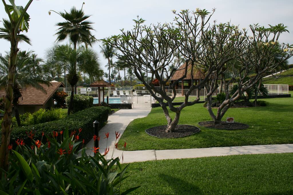 Palm Tree,Tree,Building,Fir,Boardwalk