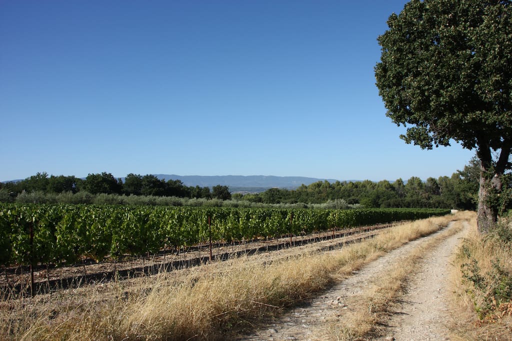 les vignes